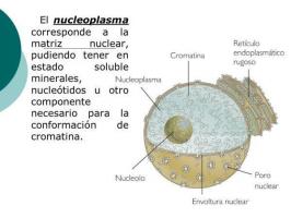 What is the NUCLEOPLASM and its function