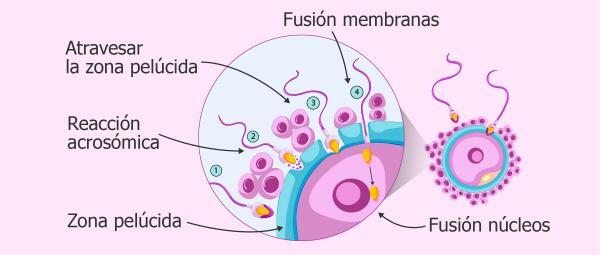 What is internal fertilization - examples - What is the internal fertilization process like? 