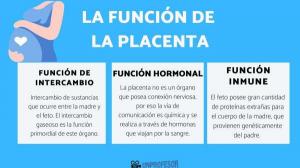 Function of the PLACENTA