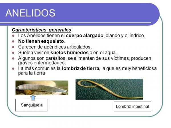 Annelids: types, characteristics and examples - Annelids and their main characteristics 