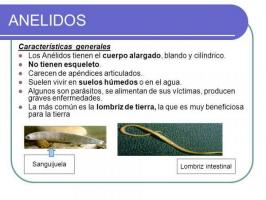 ANNELIDS: types, characteristics and examples