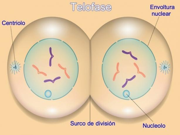 telofaza ultima faza a mitozei