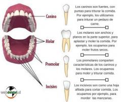 人間の入れ歯のすべての部分