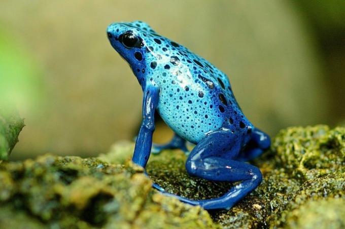 푸른 개구리 양서류 척추 동물