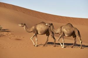 Razlika med kamelo in dromedarjem