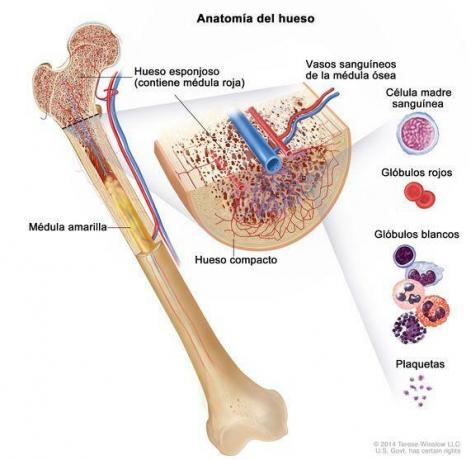 Composition of bones - The soft tissue in the innermost part of the bone: the bone marrow