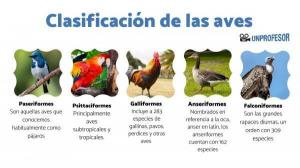 Classification of BIRDS