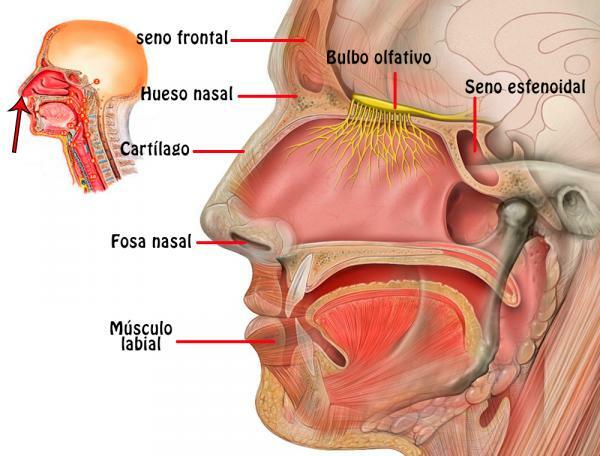 Части от носа - Външната носна структура