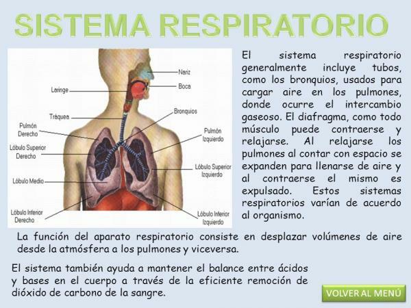 Části a funkce dýchacího systému - Části dýchacího systému