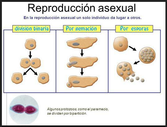 Druhy reprodukcie zvierat - Typy nepohlavného rozmnožovania u zvierat