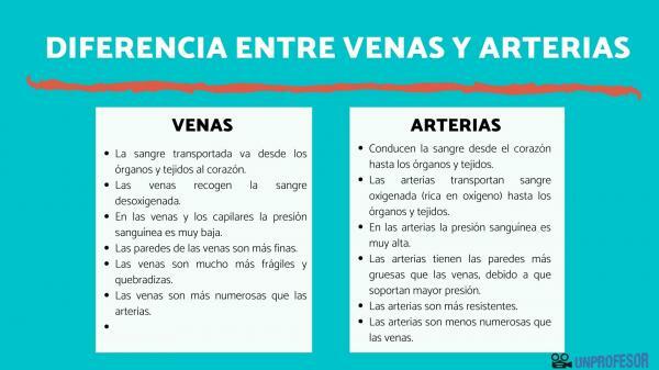 Perbedaan antara vena dan arteri - Perbedaan fungsional antara vena dan arteri: