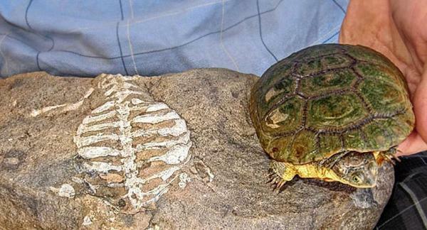 Varför har sköldpaddor skal - Ett hjälpmedel för att gräva under jorden