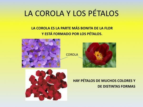 Deler av en rose og deres funksjoner - Corolla