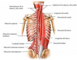 척추의 해부학