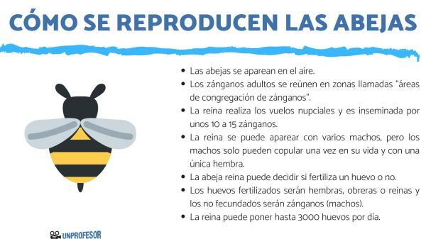 How bees reproduce - How is the reproduction of bees? 