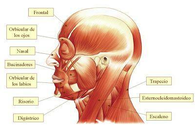 Основні м’язи людського тіла - М’язи людського тіла в області голови та шиї