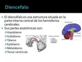 Části lidského mozku a jejich funkce