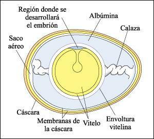Части от яйцеклетка - жълтъкът на яйцеклетката 