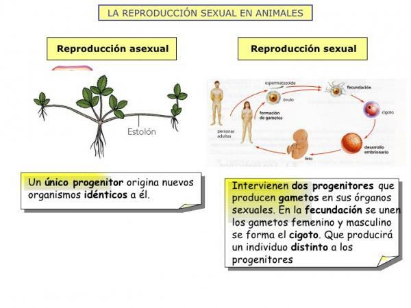 Druhy reprodukcie zvierat - Sexuálna reprodukcia u zvierat