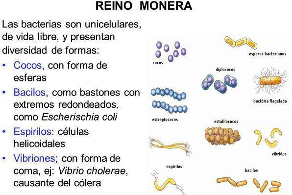 Království Monera: charakteristika a příklady - Království Monera: jaké jsou jeho buňky?