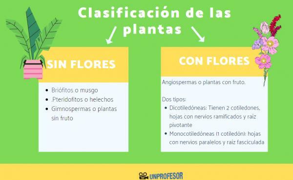 식물의 분류
