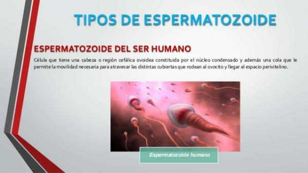 Cantidad minima de espermatozoides para fecundar