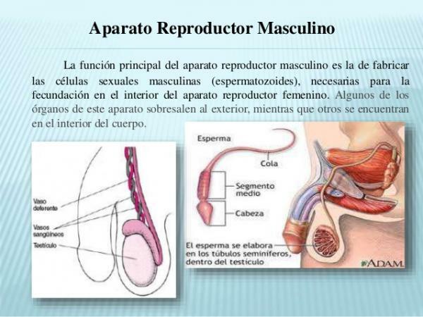 Мъжка репродуктивна система и нейните части - Какво представлява мъжката репродуктивна система?