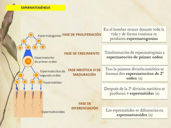 Що таке гаметогенез та його етапи - фаза диференціації та зростання