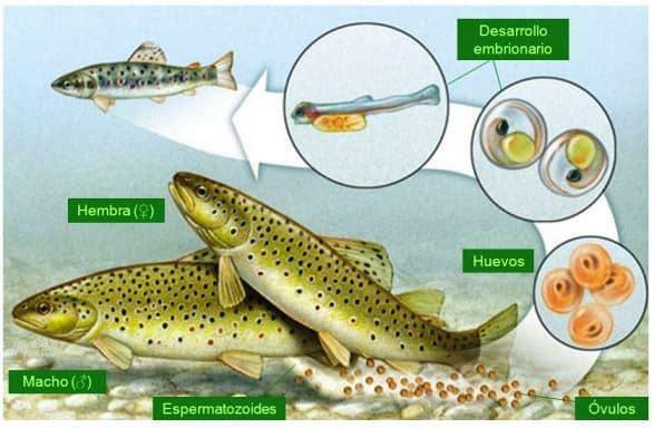Kā zivis vairojas - ovoviviparous zivis