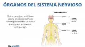 ORGÁNY nervového systému