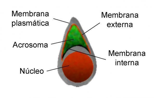 Spermie - plazmatická membrána