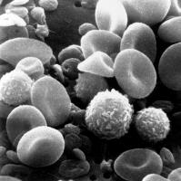 Lymfocytter: Hvad er de, og hvilke funktioner udfører de i kroppen?