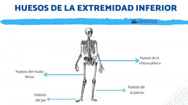 Apakšējās ekstremitātes kauli