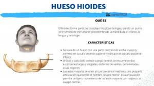 HIOID кост: функция и характеристики