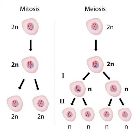 Srovnání mitózy a meiózy