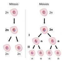 Ero mitoosin ja meioosin välillä