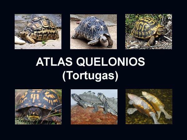 Klasifikace plazů - chelonians nebo želvy