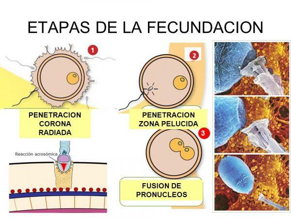 Fecundacion in vitro proceso tiempo