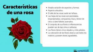 8 ROSA charakteristikos ir jos funkcijos