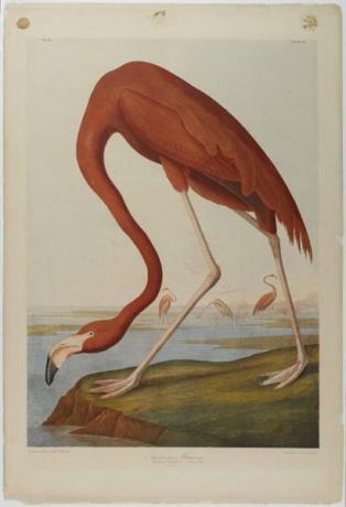 Amerykańska grafika Flamingo