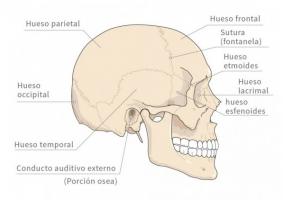 Bones of the skull and head: anatomy and functions
