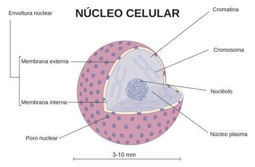 Kas ir nukleoplazma un tās funkcija - Šūnas kodola struktūras