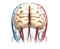 Mozkové hemisféry: mýty a fakta