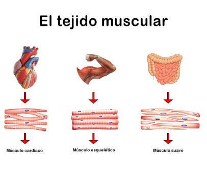 Funkce svalu - typy svalových tkání