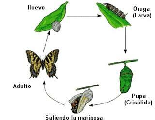 Kelebek metamorfozu ve aşamaları