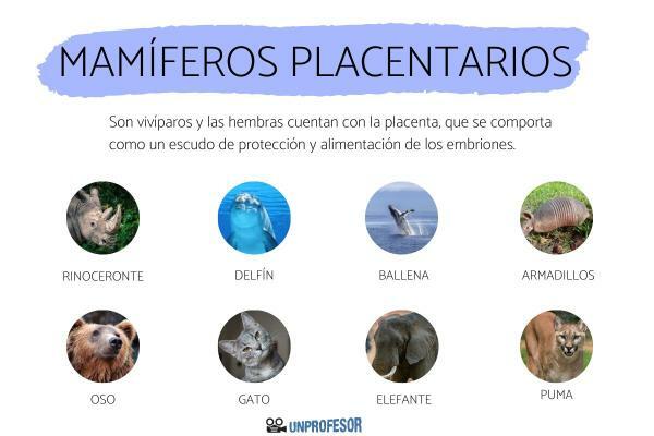 Placentární savci - s příklady - Příklady placentárních savců