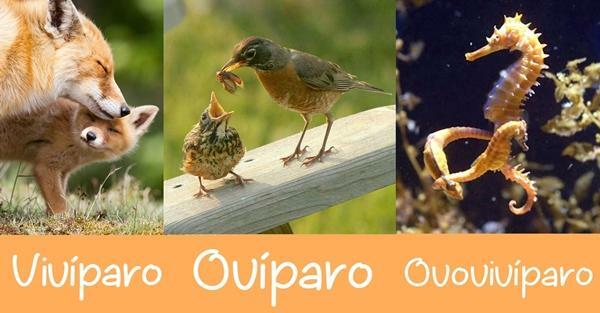 Viviparous, oviparous and ovoviviparous animals: differences