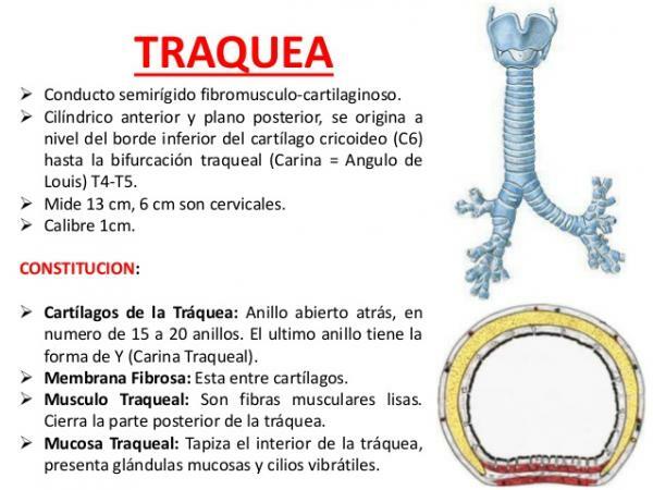 Function of the trachea - What is the trachea?