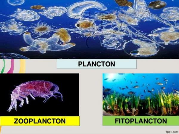 Зоопланктон і фітопланктон: відмінності - Планктон: фітопланктон і зоопланктон