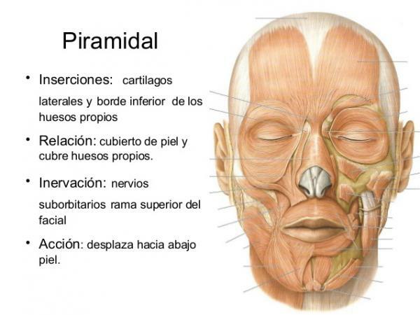 Мускули на лицето и тяхната функция - Мускули на носа, други важни мускули на лицето 